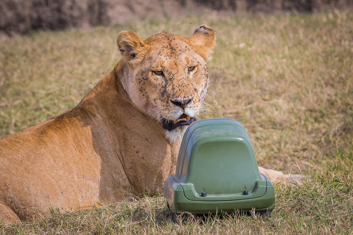 This is the same lioness reacting to the BeetelCam in the earlier photos. Although at all times wary, once she was around the BeetleCam for a while, she relaxed and allowed me to send the buggy close to her, coming within a hair’s breath of touching her leg. Amazing.
